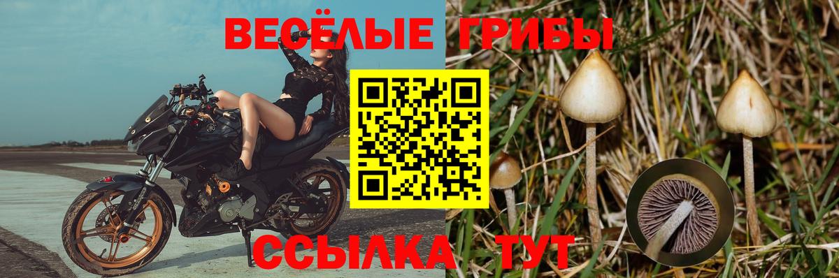 Черногорск  Псилоцибиновые грибы Psilocybe  Вход с VPN 